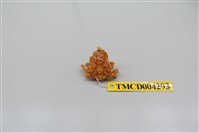 藏品(帶刺併額蟹)的圖片